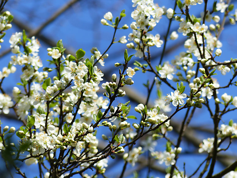 Prunier en fleurs image gratuite