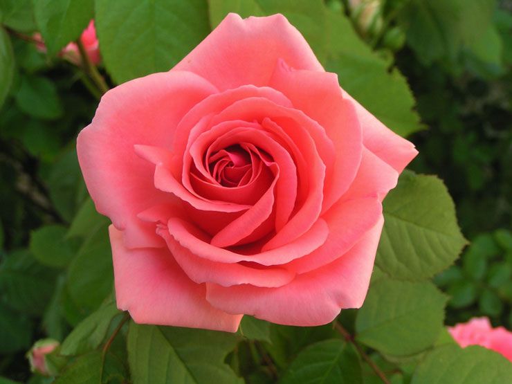 photo d'une fleur de rose de couleur rose