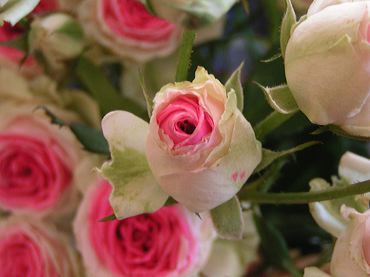 photo gratuite de roses anciennes