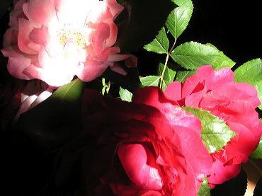 éclairage d'un bouquet de roses au soleil
