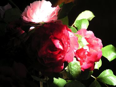 image gratuite d'un bouquet de roses eclairées