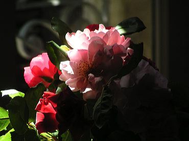 bouquet de roses avec jeu d'ombres