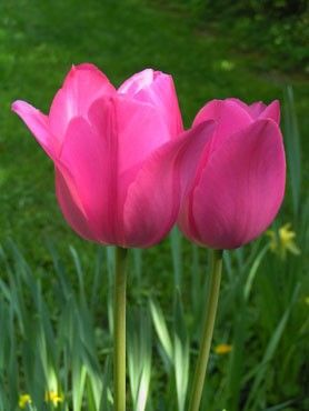 deux tulipes de couleur rose