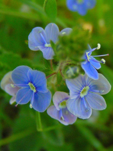 La véronique en fleurs image gratuite