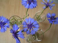 bleuets-bouquet