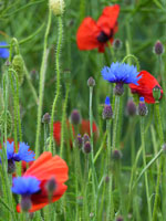 Bleuets et coquelicots