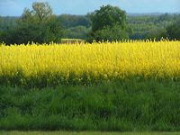 colza-en-fleurs