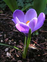 crocus violet