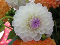 dahlia-blanc