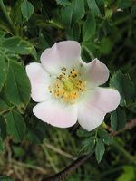 fleur d'églantine