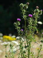 Fleurs de chardon