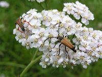 insectes sur une ombellifère