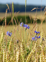 les bleuets