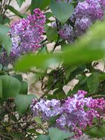 lilas-branche