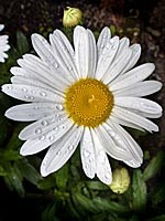 Marguerites rosée