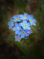 Les myosotis