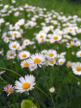 pâquerettes dans un pré