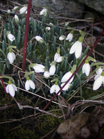 Fleurs perce-neige