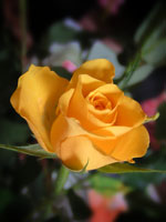 rose jaune