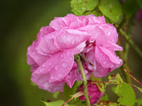 Rose et pluie