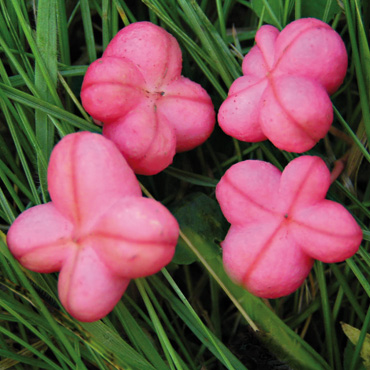 bonnets carrés roses