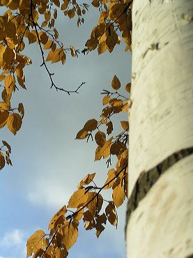 les feuilles jaunissantes du bouleau