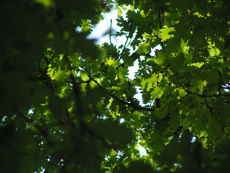 Feuillage de chêne photo gratuite