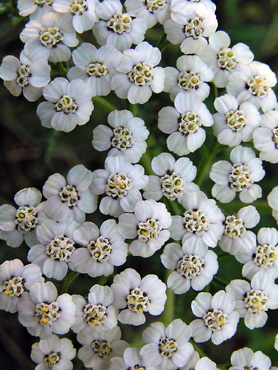 image gratuite fleur de millefeuille