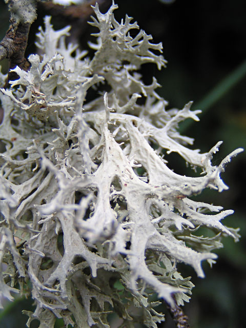 Lichen photo gratuite