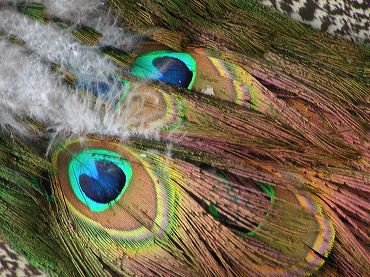 photo de plumes de paon, le plus beau des oiseaux