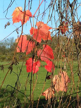 feuilles colorées de vigne vierge en automne photo