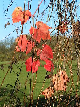 la vigne vierge devenue rouge en automne